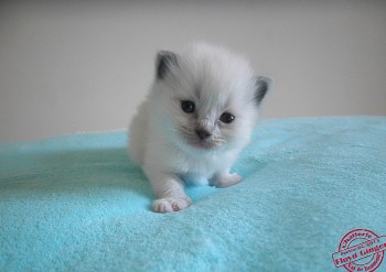 chaton mâle blue point-mitted 2 - 20 jours - Chatterie Ragdolls du Val de Beauvoir